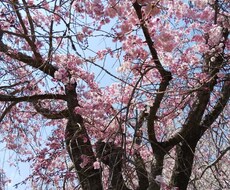 風景写真提供します イメージ1
