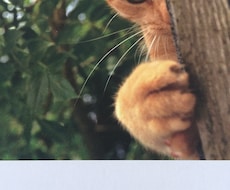 愛猫のおもらしに困っている方へ猫のオシッコの匂いの取り方教えます イメージ1