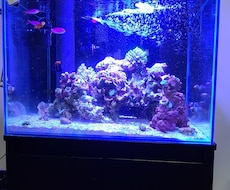 海水魚、熱帯魚、水草のご相談にお答えします イメージ1