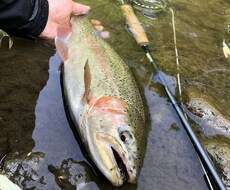 虹鱒 【釣り】 北海道の虹鱒をフライで狙う！ます イメージ1