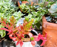 多肉植物の寄せ植え、お届けします イメージ1
