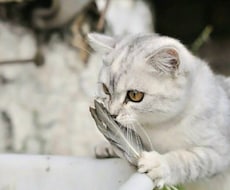 家族としての動物(爬虫類以外)の気持ちをみます ◇アニマルコミュニケーション◇犬猫のきもち◇
