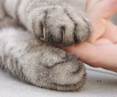 貴方のトーテムアニマル（守護動物）をお伝えします イメージ1