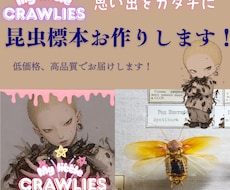 昆虫標本作成します イメージ1