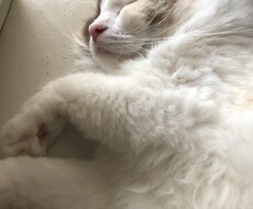 カウセリング、コーチングを行います イメージ1