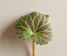 潜在意識からのメッセージをお伝えします 潜在意識（内側の声）を知る為のサポートをさせて頂きます！