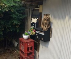 背景ぼかします イメージ1