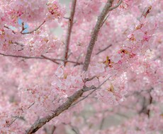 主婦主夫としてままぱぱのお話しお聞きします お話し聞くのも話すのも大好きな私が心からお聞きします♪