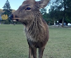 認知症が心配になったときのアドバイスをします イメージ1