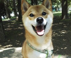 柴犬の写真撮ります イメージ1