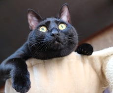 猫プロが撮った写真集あります イメージ1