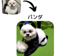 ペットを他の動物にしちゃいます イメージ1