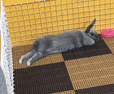 うさぎのこと、教えます イメージ1