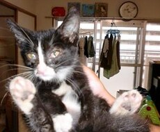 【仔猫】里親・里仔探しのアドバイス、します【大猫】