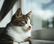 男性の方限定　女性の気持ちをお教えします イメージ1