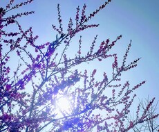 お相手様があなた様を好きになった瞬間を鑑定します 【お相手様の状況と、あなた様を好きになった理由など】