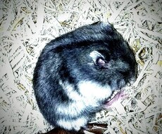 ペットロスについて 傷ついた心に寄り添います イメージ1