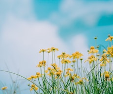 野良猫問題や地域の現場を知る立場で、一度整理します 野良猫問題や地域の悩み、どこから整理すればいい？