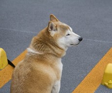 ペットを飼いたい方のご相談に乗ります イメージ1