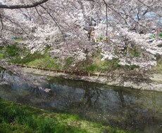 京都・奈良など関西の写真撮影代行します イメージ1