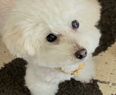 愛するペットちゃんたちの気持ちを教えます アニマルコミュニケーションをお手軽価格で提供します。