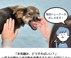 やさしく学べる ！ 本気噛みつき改善お教えします イメージ1