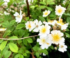 カウンセラーがあなたの悩みに寄り添います イメージ1