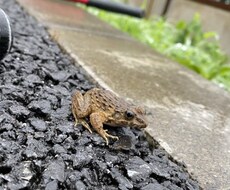 魚、昆虫、爬虫類など生き物の飼育方法をお教えします イメージ1