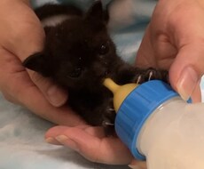 保護子猫の育て方（初心者歓迎）丁寧にサポートします イメージ1
