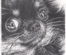 ペットの鉛筆画を描きます イメージ1