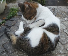 愛する家族様（犬や猫）の気持ちを覗きます 本日より再開します。よろしくお願いします