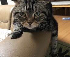 猫を飼いたいと検討してる方相談に乗ります イメージ1