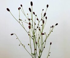 あなたを探します イメージ1