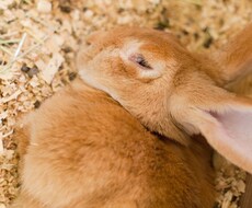 あなたの癒しになります イメージ1
