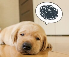 エネルギー調整ます エネルギーのバランスを整えます。