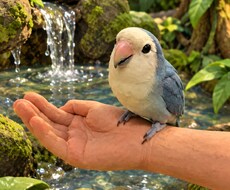 商用利用OK！コザクラインコの写真を届けます イメージ1