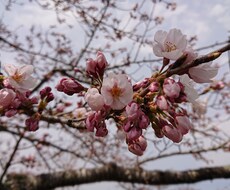 あなたのお話し相手になって癒します イメージ1
