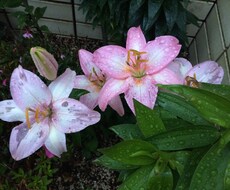 看護と介護のアドバイスいたします イメージ1