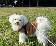 生成AIでペットの写真を映像にします イメージ1