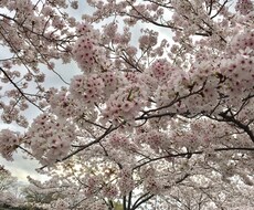 女の子に何をしたら喜ぶかを教えます イメージ1
