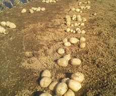 農産物で地産地消、地域活性化、地域貢献の企画提案 イメージ1