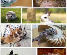 動物の飼育お悩み相談に乗ります イメージ1