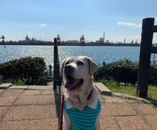 大切な愛犬＊しつけ・お悩み・ご相談なんでも承ります イメージ1