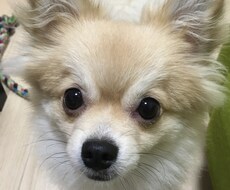 愛犬飼育管理士が犬との生活についてアドバイスします イメージ1