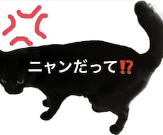 ニャンだって？！な話　ここで発散できます 理不尽な事・愚痴　一緒にシャーシャー怒ります　否定や説教なし