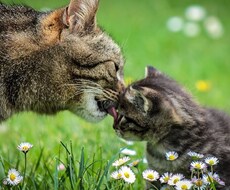 子育てのお悩みお聞きします イメージ1