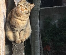 未来が楽しみになる！上がる占いアリます イメージ1