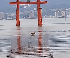 あなたの恋愛、タロットで導きます イメージ1