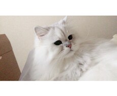ロゴを作成します イメージ1