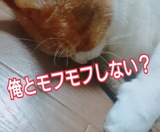 まるっと1日♡猫の相談を猫が聞きます イメージ1